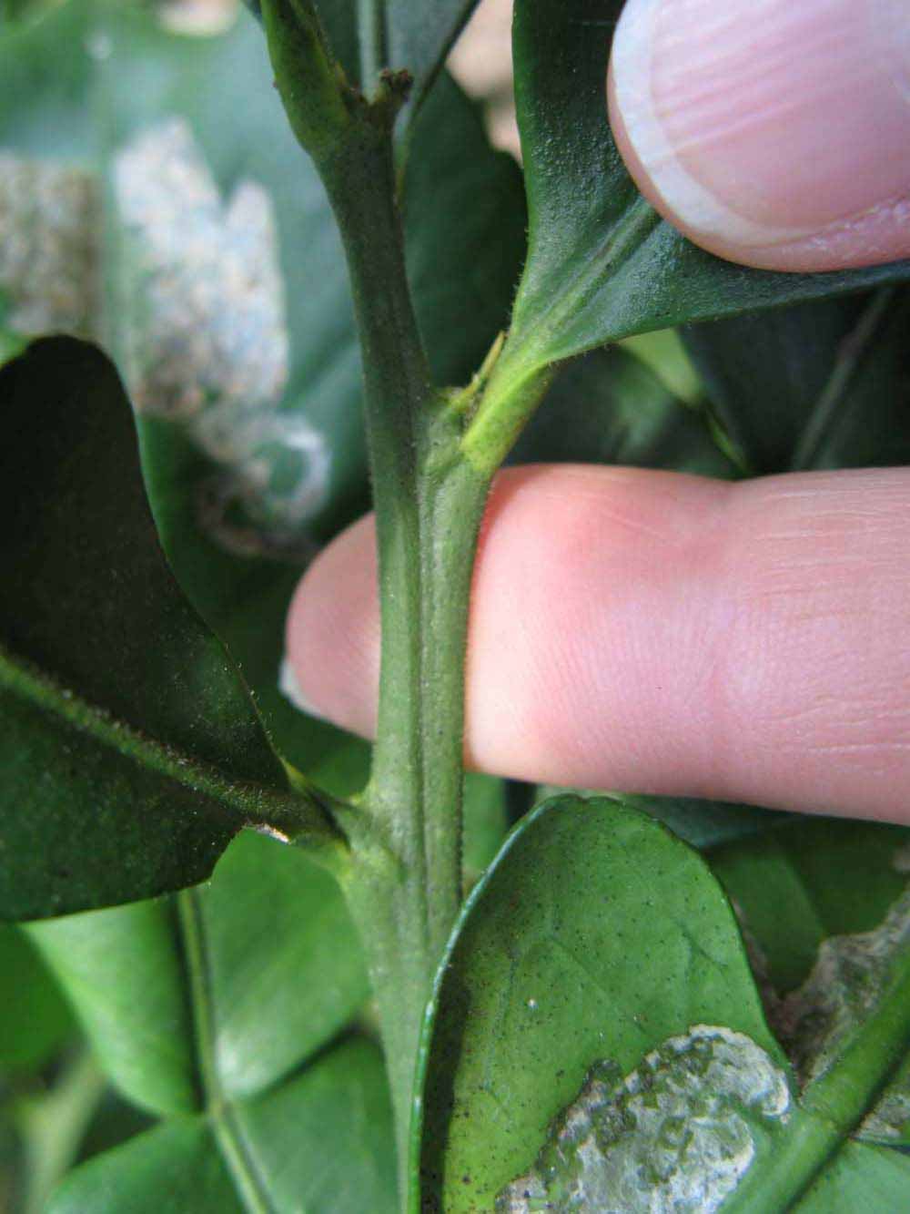            First year twig (Winter Haven, FL)   